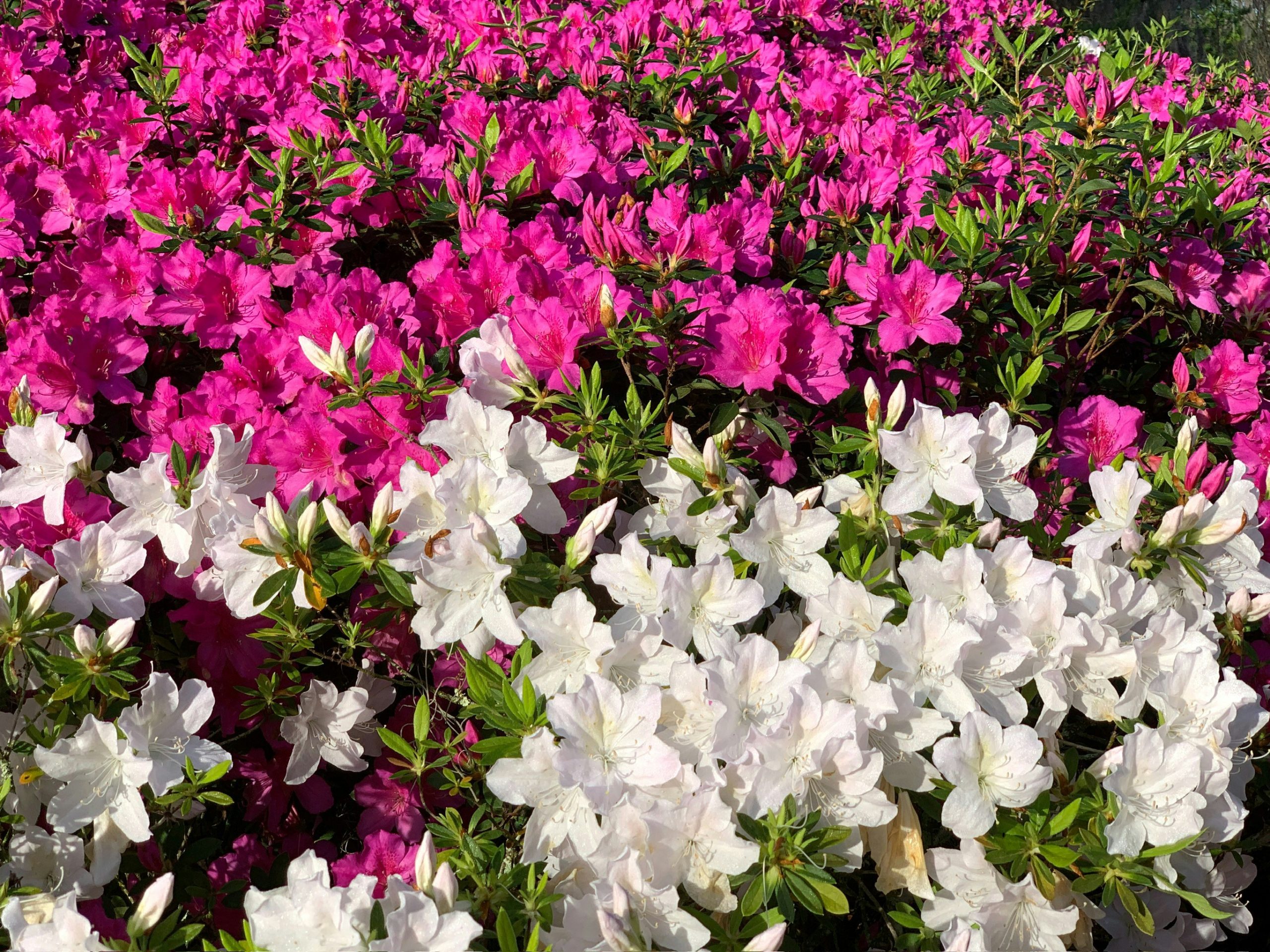 michael-hamments-dvT0ld2brNk-unsplash